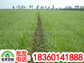 supply Various Lawn Grass,Manila,Bermuda,Evergreen,Tall fescue Lawn seed