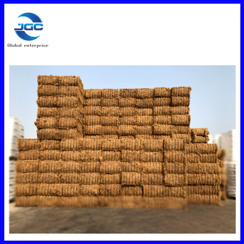 Шри-Ланка импортировала кокосовое пальмовое растение, покрытое бонсай, покрытое декоративным горшком