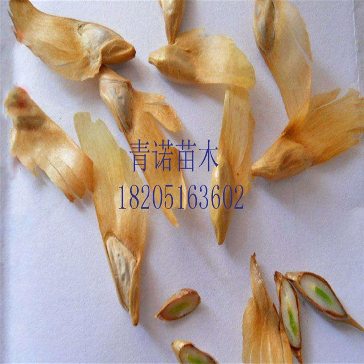 Семена Кетелеерии семена Кетелеерии Юньнань сосны