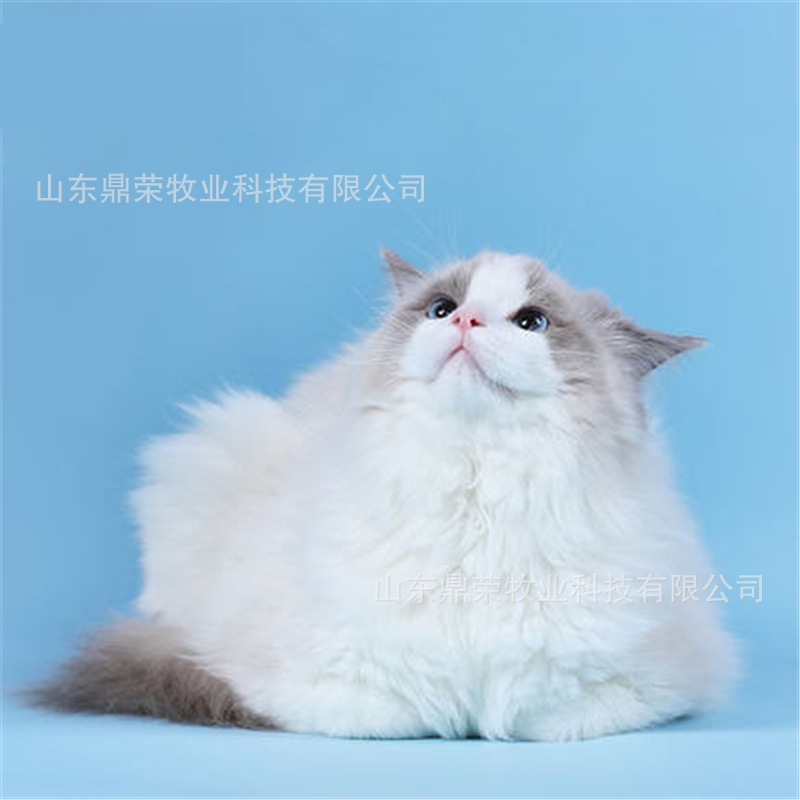 Ragdoll living thing Purebred cats Pets Kitty Muppets Kittens Insurance