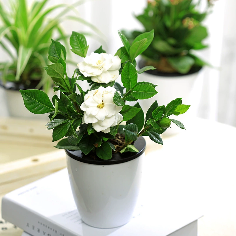 Гардения морозостойкие в горшке четыре сезона цветения сад изгороди цветы вечнозеленая рассада ароматные четыре потока семена гардении