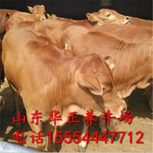 湖南肉牛養殖基地 西門他爾牛 准北活牛多少錢一斤