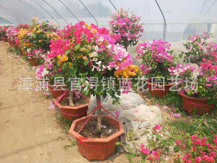 多花三角梅,价格380元 (2).jpg