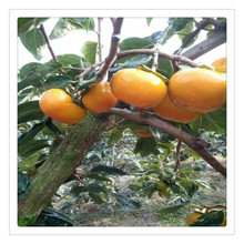 現貨供應高質量陽豐甜柿子樹 陽豐甜柿 盆栽地栽大柿子樹