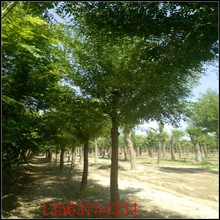移植三年的皂角樹，截桿爆冠皂角大樹--綠化苗木!