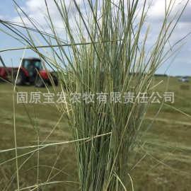 今年新草羊草碱草梅花鹿麋鹿羊草养殖场饲草羊草批发