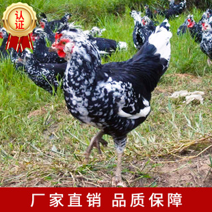 Производители Guifei Chicken Sevenlings напрямую поставляют оптовые сумки для транспортировки мешков в азотные дороги вакцины, чтобы стать живым пятном