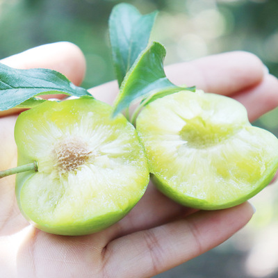 贵州安顺青脆李冰脆李四月李脆甜脱骨最早熟脱核脆李产地果园直发