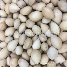 |raƷ ֲԭș  yӹ  ׹