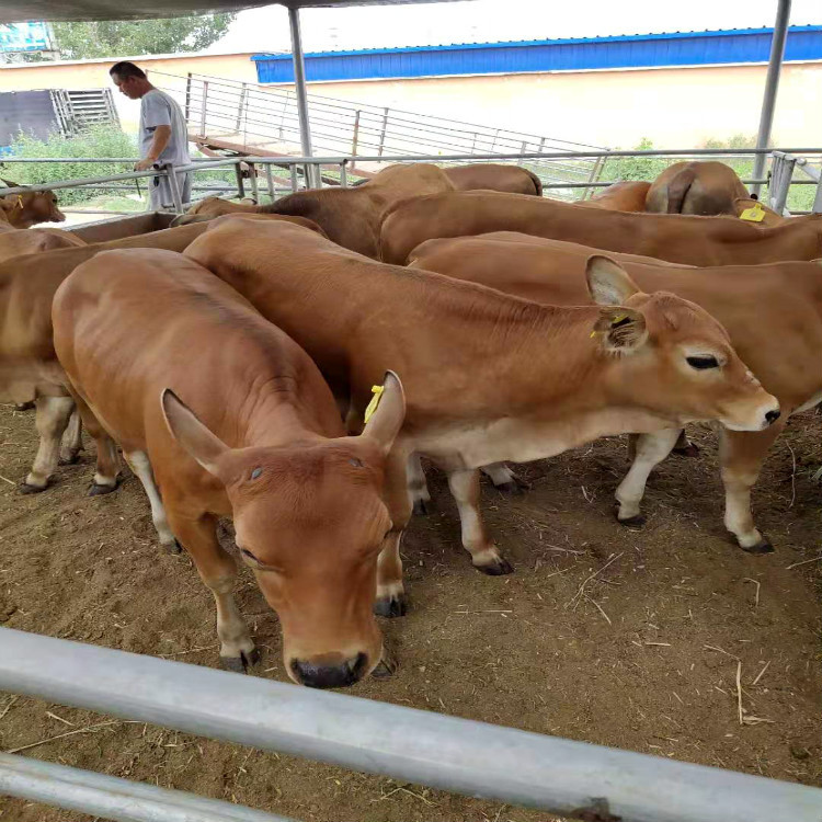 鲁西黄牛鲁西黄牛鲁西黄牛鲁西黄牛鲁西黄牛鲁西黄牛鲁西黄牛鲁西黄牛鲁西黄牛鲁西黄牛鲁西黄牛鲁西黄牛鲁西黄牛鲁西黄牛鲁西黄牛鲁西黄牛鲁西黄牛鲁西黄牛鲁西黄牛鲁西黄牛鲁西黄牛鲁西黄牛鲁西黄牛鲁西黄牛鲁西黄牛鲁西黄牛鲁西黄牛鲁西黄牛鲁西黄牛鲁西黄牛鲁西黄牛鲁西黄牛鲁西黄牛鲁西黄牛养殖场专供 供应肉牛健 鲁西黄牛牛养殖场直销 大量供应鲁西黄牛养殖场专供 供应肉牛健 鲁西黄牛牛养殖场直销 大量供应一头肉牛的利润一西门达尔孕牛鲁西黄牛肉牛养殖场
