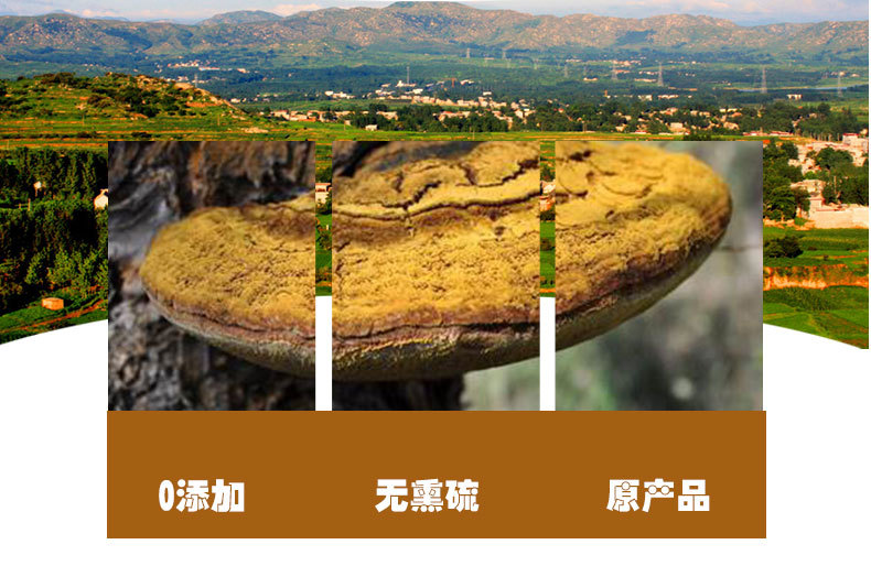 Dou Long Zhi (Ganoderma) — Tibetan Dried Reishi Mushroom, Bulk 500g Food Herb quality and texture