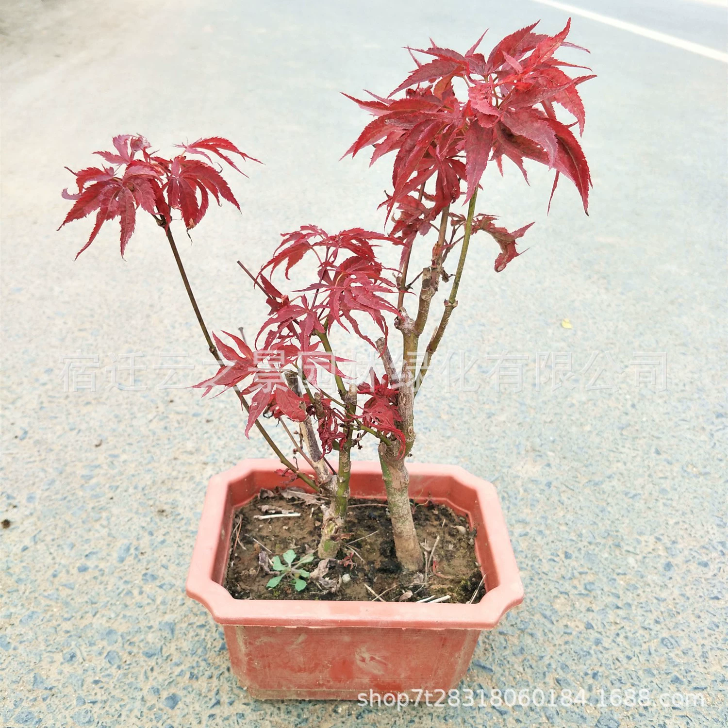 Лепка горшечных саженцев Красного клена саженцы Красного клена осеннее Пламя Красный саженцы кленового дерева Зеленые саженцы