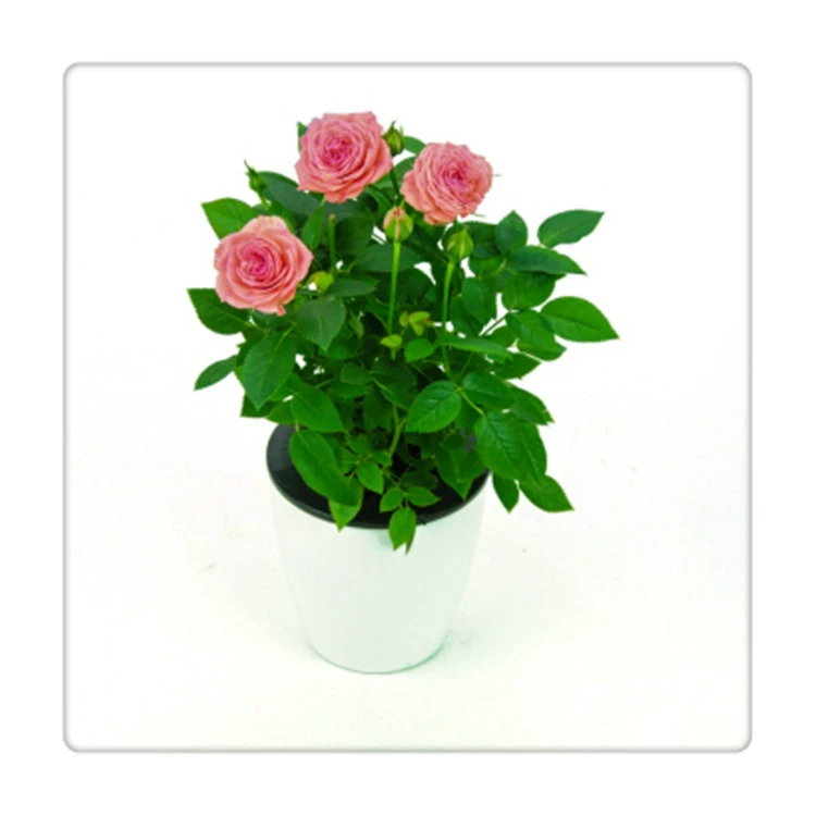 Многоголовочная алмазная Роза рассада большой цветок двойная алмазная Роза офисный цветок Горшечное растение с доставкой бутона