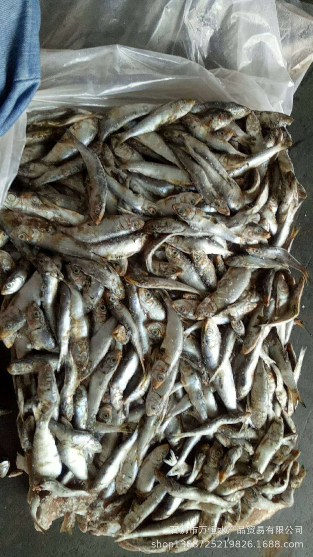 冰冻小杂鱼饲料批发,低价出售冰冻饲料鱼,冰鲜小杂鱼大量批发(第2页)_大山谷图库