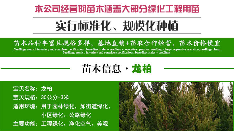 龙柏苗_02.jpg