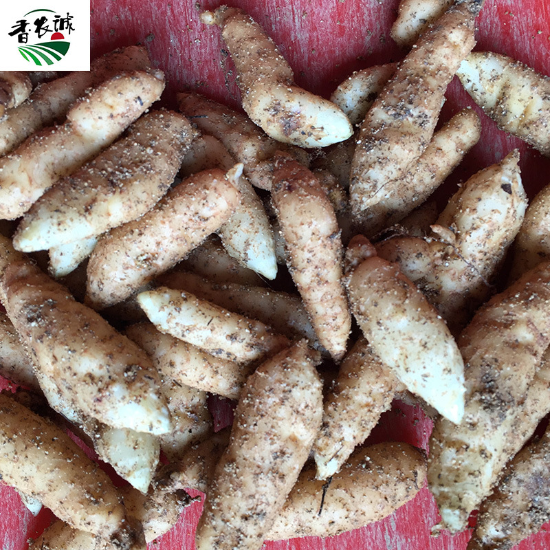 湖北天麻種子壹代種優質烏紅雜交天麻種子産區直發蜜環菌0代種子