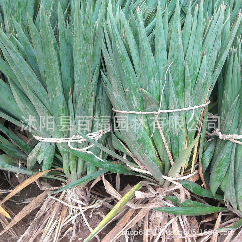 Оптовая сизаль инженерия рассада базовая цена Road Park блок живописное место озеленение растений