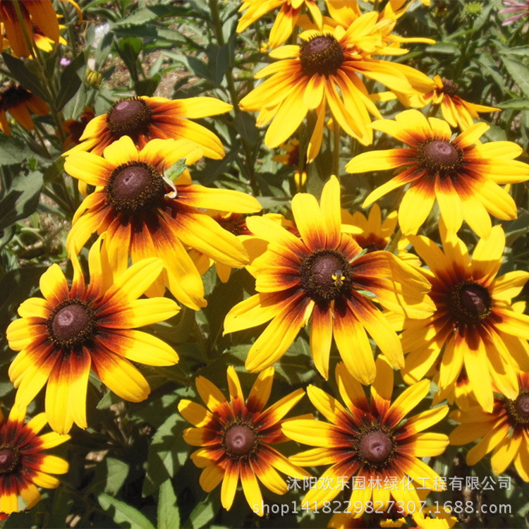 批发优质草本花卉种籽 花海黑心菊种籽 观花花海 易养菊花种籽