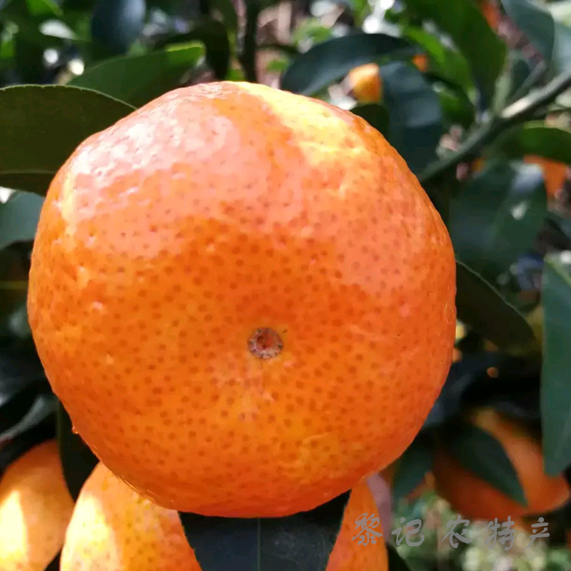 Citrus Guangxi Monsanto Sugar Orange 6 Boutique Gift box packaging Place of Origin Straight hair One piece On behalf of