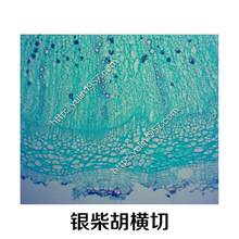 银柴胡根横切 生物显微镜中药实验切片 实验器材