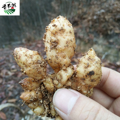 湖北天麻種子0代種優質烏紅雜交天麻種子産區直發蜜環菌0代種子