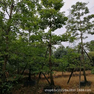 ����ֱ�N ���~��Ӣ ���~��Ӣ С�~��Ӣ ɽ��Ӣ ��Ҏ�� �G����r