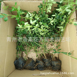 ���֦ӭ���� �G����ľ   ����ľ �o�¾G��  �@�־G������