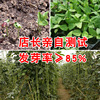 Shengmei 901 Bean Corner Seed Garden Vegetable Paris Vegetables wholesale