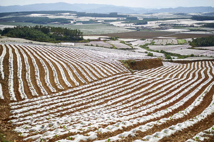 供应农地膜 无滴膜 各种型号的农用塑料薄膜