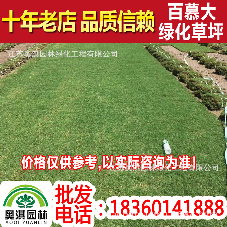 wholesale high quality Lawn Bermuda lawn Bermuda turf Cool-season lawns Plants Low Cold-resistant