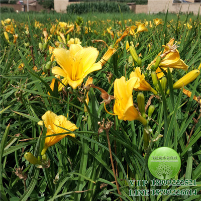 Gold doll Hemerocallis Golden yellow flowers summer Bloom Cold-resistant Drought Ratoon winter Flower Wholesale