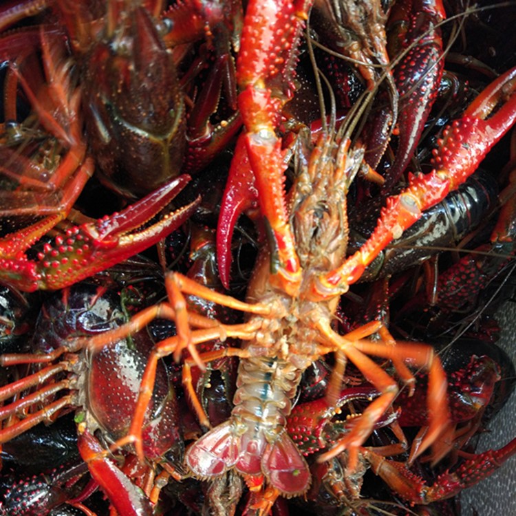 湖北潜江养殖清水鲜活小龙虾批发餐厅社区团购红壳虾肉质饱满干净