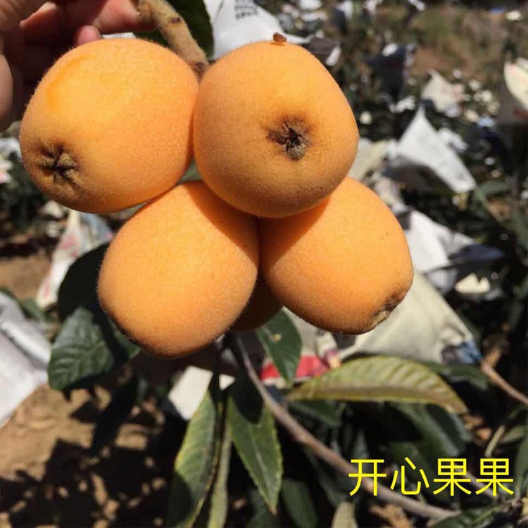 四川水果枇杷 攀枝花米易草场枇杷 大果 新鲜水果一件代发