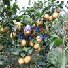 Federation of late autumn yellow pear specifications complete survival rate high. Welcome to online consultation