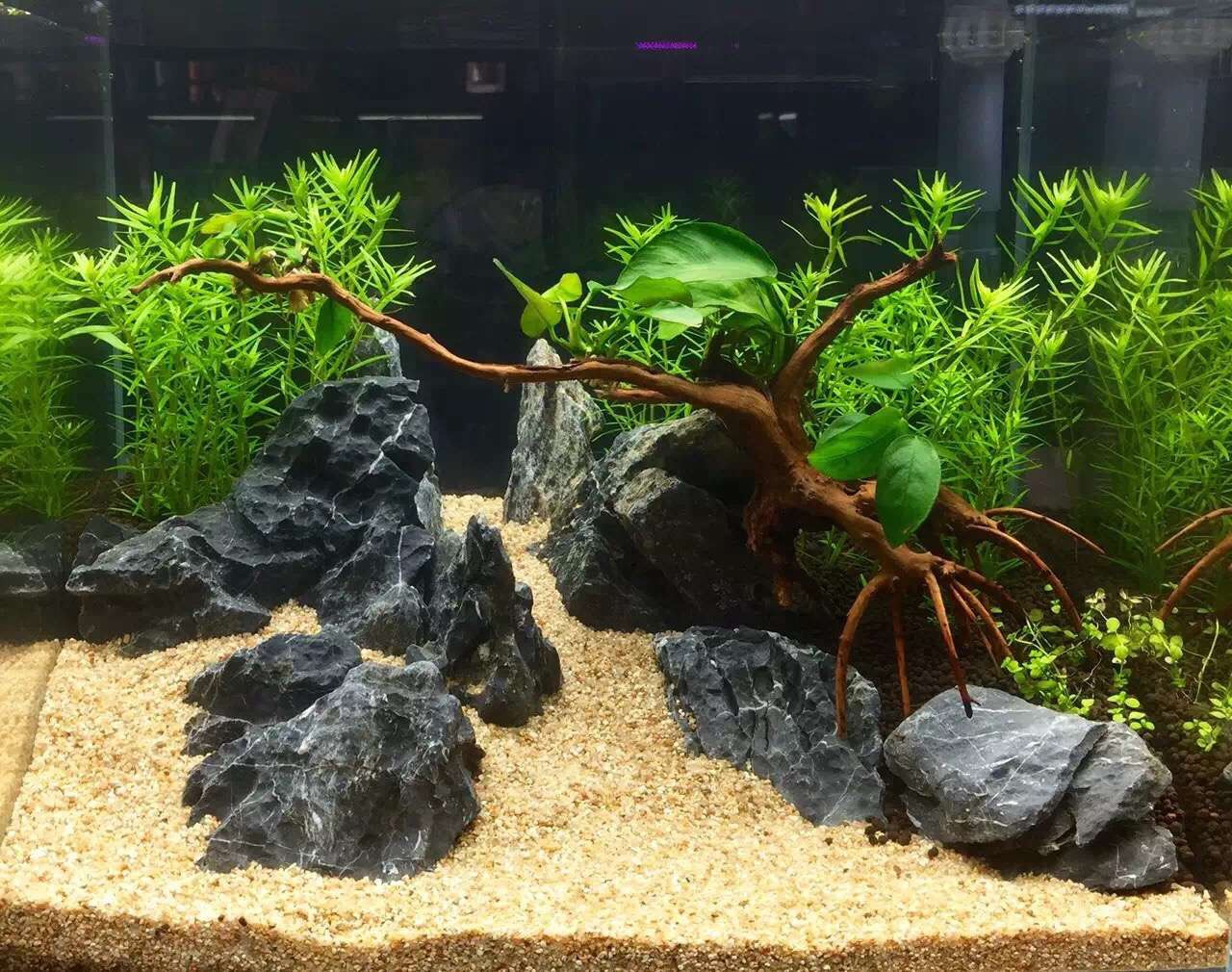 怎么用青龙石做水草,青龙石草缸造景,青龙石草缸_大山谷图库