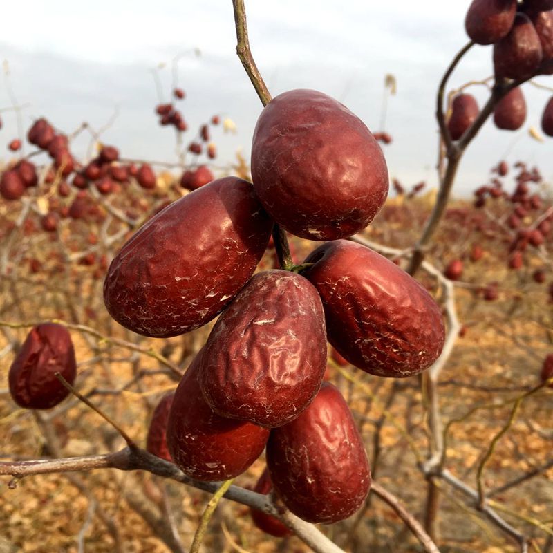 新疆特产和田大枣骏枣产地直供通货 量大从优|ms