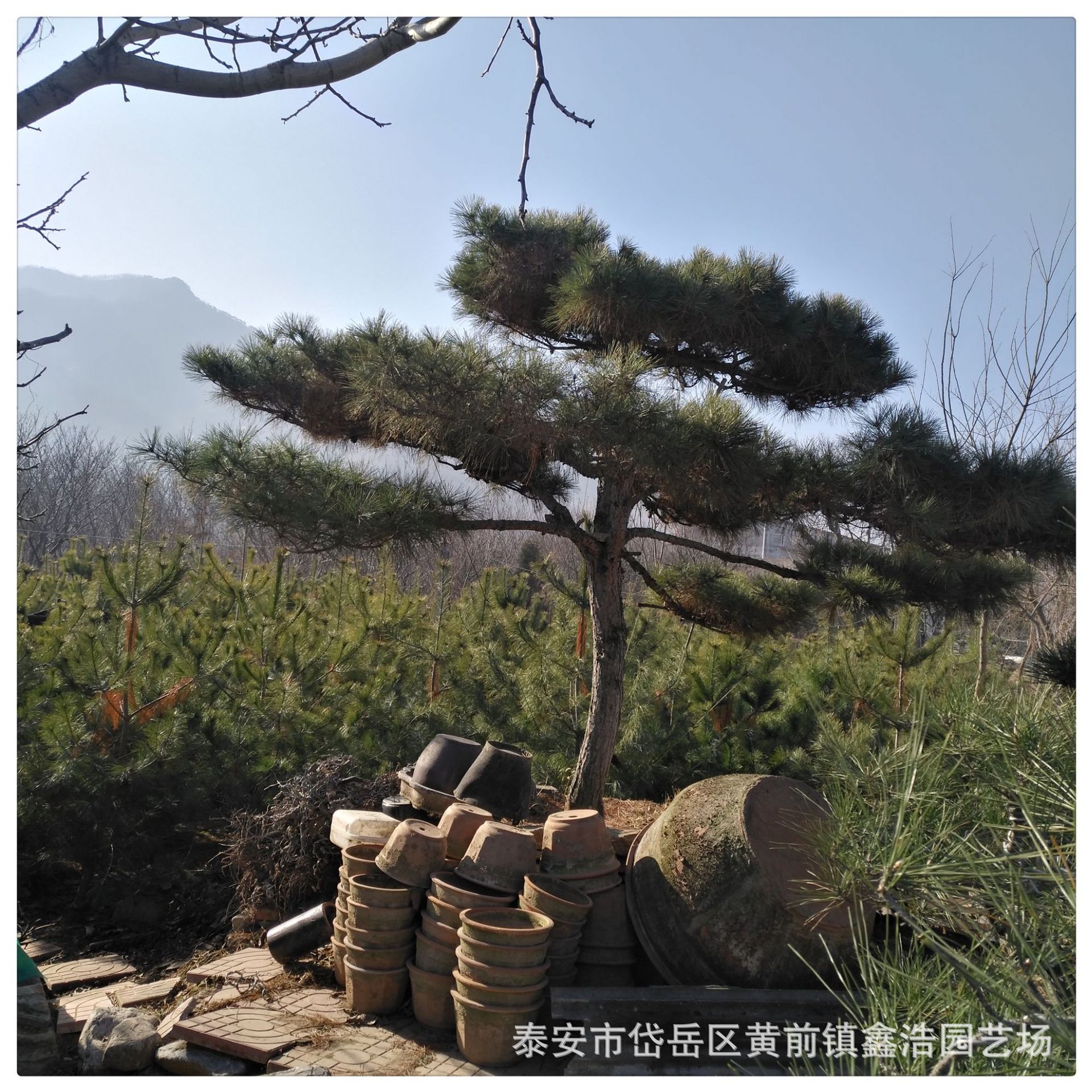 景观油松手绘图,油松手绘图,景观手绘_大山谷图库