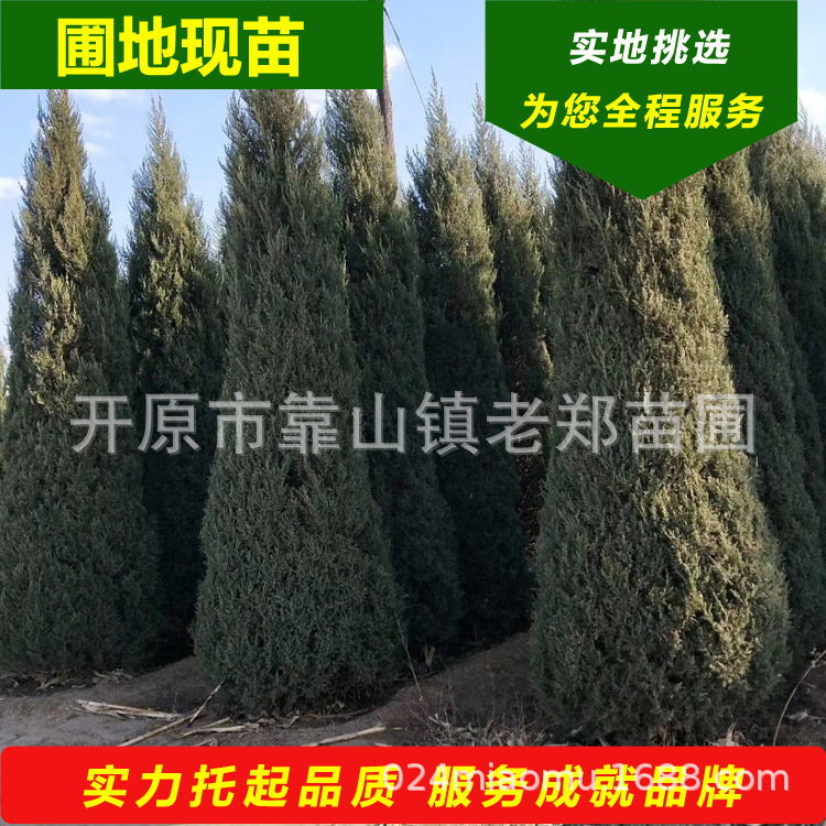 现苗 塔柏 沈阳塔柏 塔柏苗价格 东北塔柏造型 蜀桧 常绿乔木塔柏-阿里巴巴