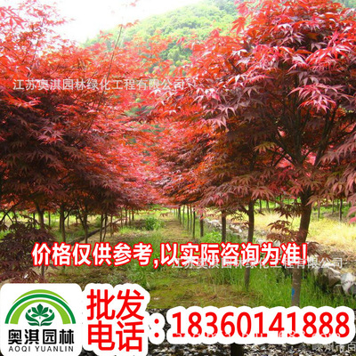 For Green seedlings Ziye Maple Sa Jinbo Cypress ball Pearl Plum Acacia Cedar Hibiscus