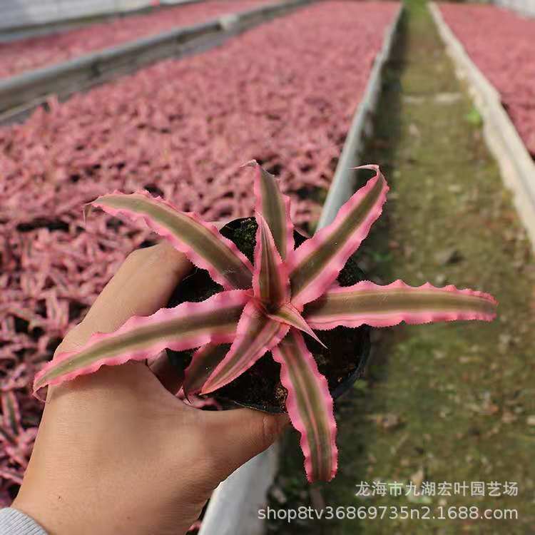 姬凤梨多肉植物批发姬凤梨多肉盆栽肉肉植物绿植盆栽花卉-阿里巴巴