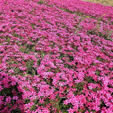 宿根草花 宿根草花品牌 图片 价格 宿根草花批发 阿里巴巴