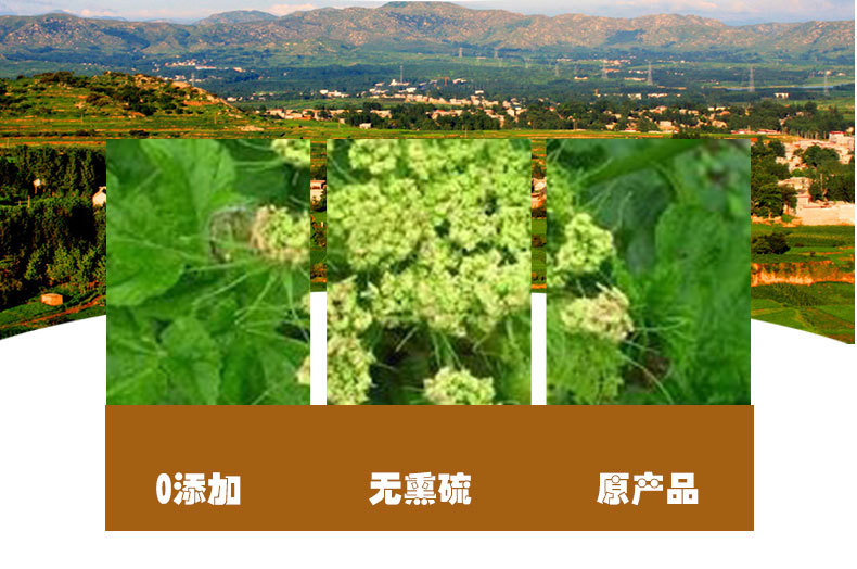 Fa Luo Hai Root (Heracleum rapula) — Dried Sichuan Decoction Herb, 500g Bulk quality and texture