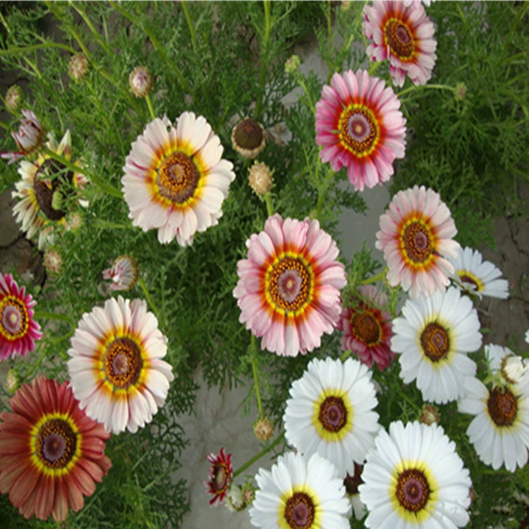 Цветок море зеленый цветочная клумба балкон Хризантема Цветок граница горшок Радужная Хризантема большое количество отличный