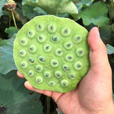 現摘現發新鮮蓮蓬 湖北大蓮蓬3斤包郵 生吃農家鮮甜蓮子 産地批發