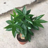 [Base Direct Sales] Wholesale Four Seasons Changqing Office desktop small potted plants 100#Fortune tree