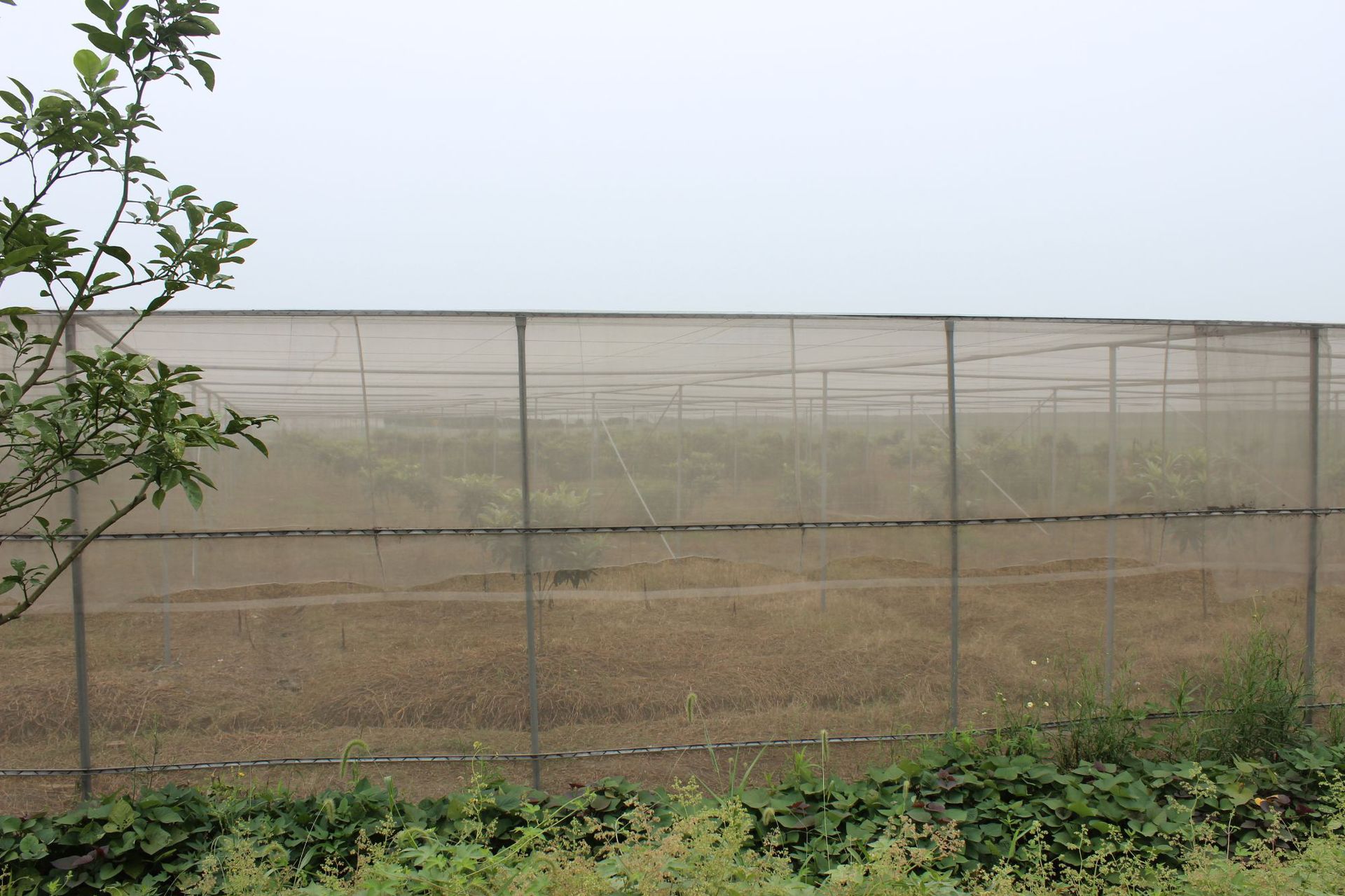 果树育苗防虫网