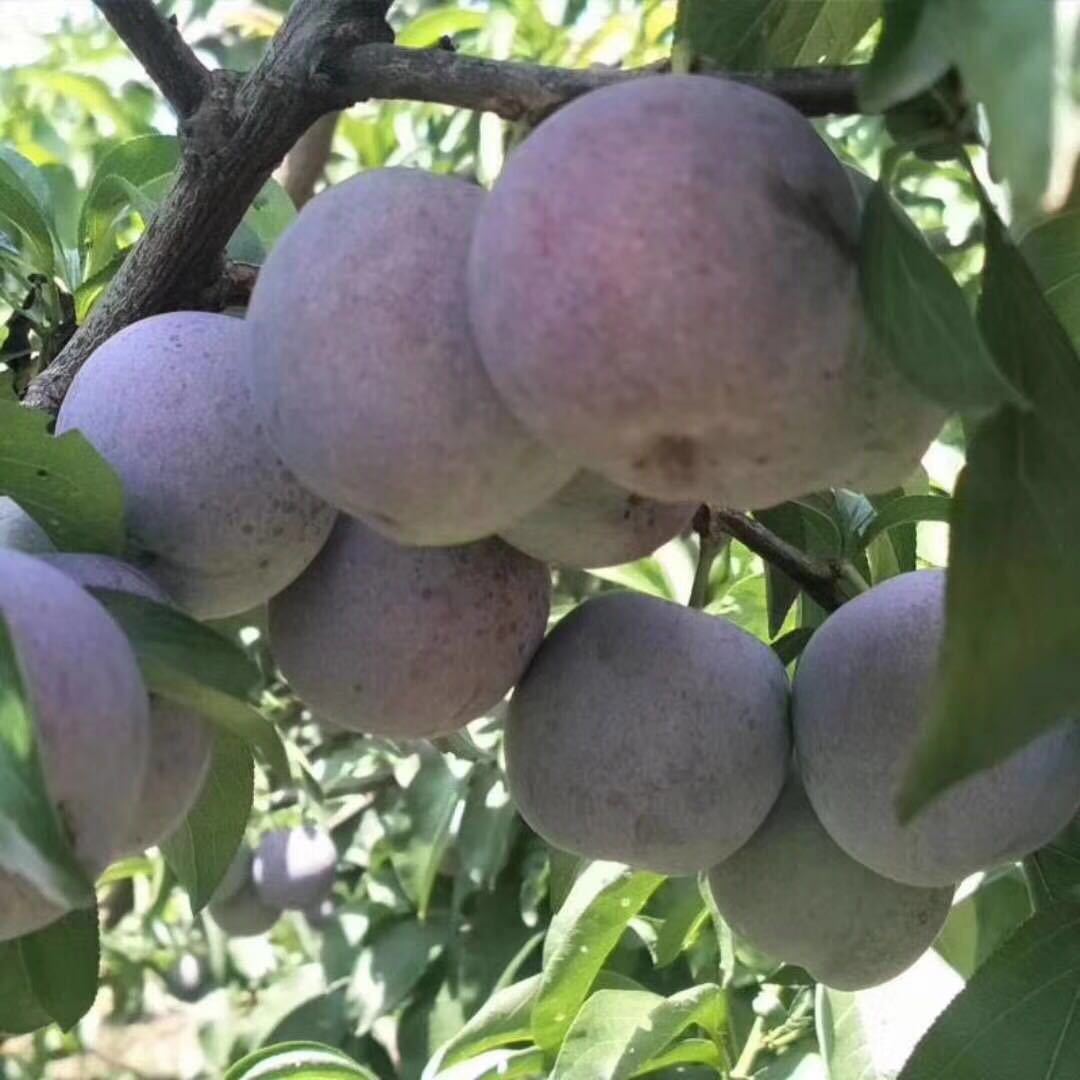 Meishan Phoenix Off the bone 5 pounds Little red Crisp red plum fresh fruit Shunfeng