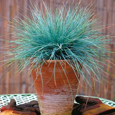 Japan Takii Potted spring Perennial Imported Watch Grass Seed Blue Fescue Ilya 10 grain