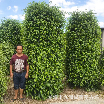 垂叶榕柱_常绿灌木垂叶榕庭院公园黄金垂榕柱