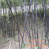 Wholesale bamboo seedlings, purple bamboo seedlings, green bamboo seedlings, bamboo seedlings, yellow bamboo seedlings courtyard green varieties complete